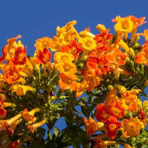 Marmalade Bush Orange - Streptosolen jamesonii 15cm
