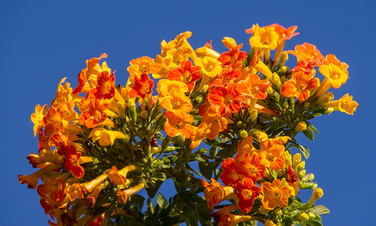 Marmalade Bush Orange - Streptosolen jamesonii 15cm