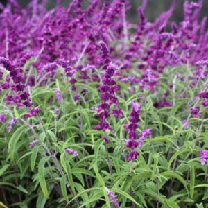 SALVIA LEUCANTHA Mexican Bush Sage "Midnight"  17cm
