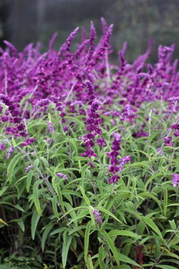 SALVIA LEUCANTHA Mexican Bush Sage "Midnight"  17cm