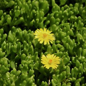 Delosperma prasinum, commonly known as a "pickle plant" or "hardy ice plant", is a succulent known for its mat-forming habit and bright yellow flowers.