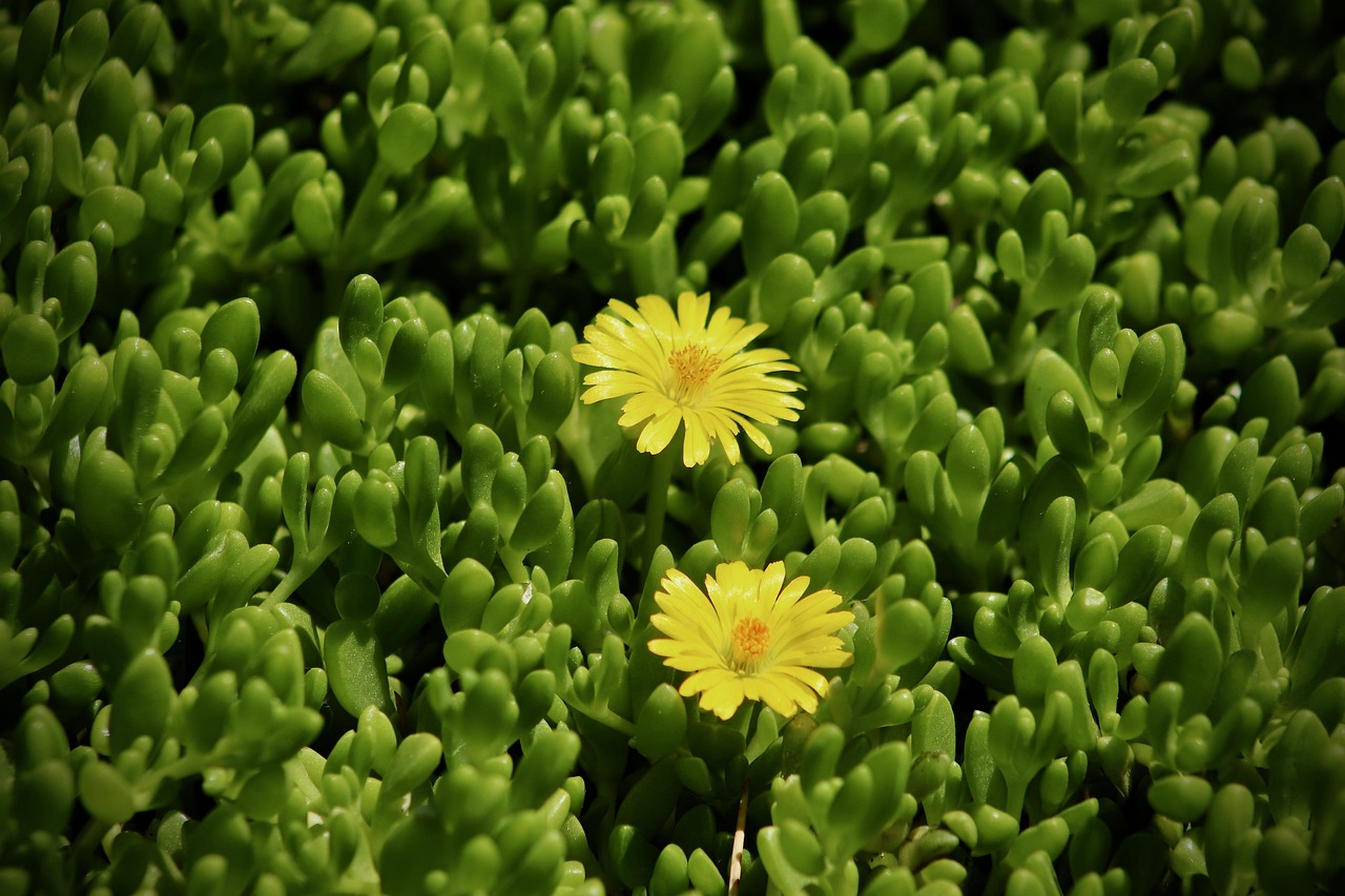 Delosperma prasinum, commonly known as a "pickle plant" or "hardy ice plant", is a succulent known for its mat-forming habit and bright yellow flowers.