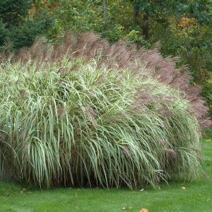 Japanese Silver Grass Variegated Leaf - Miscanthus sinensis 17cm