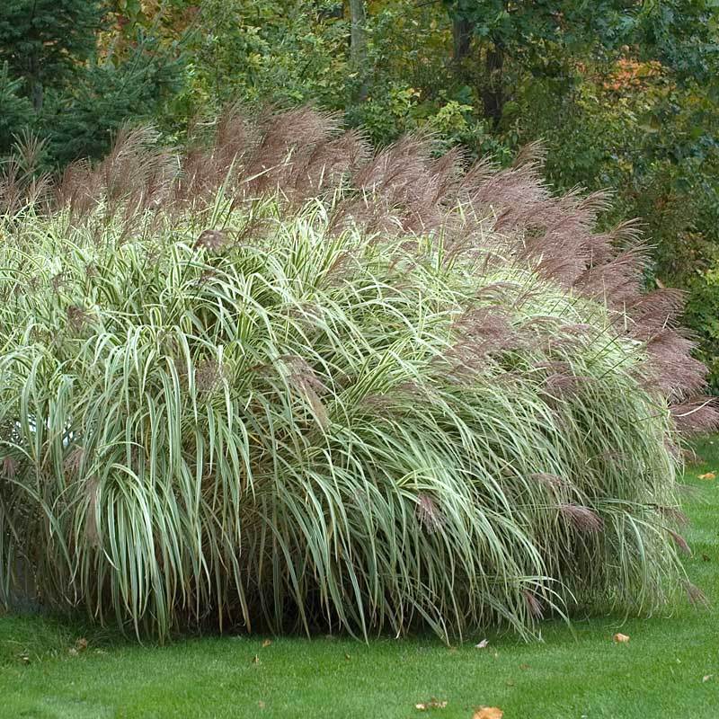 Japanese Silver Grass Variegated Leaf - Miscanthus sinensis 17cm