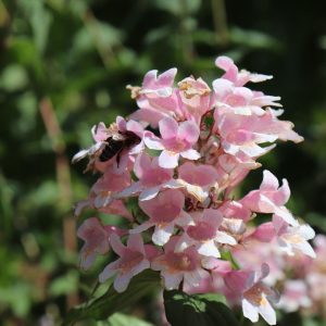 Abelia Edward Goucher Pink - Abelia × grandiflora 15cm