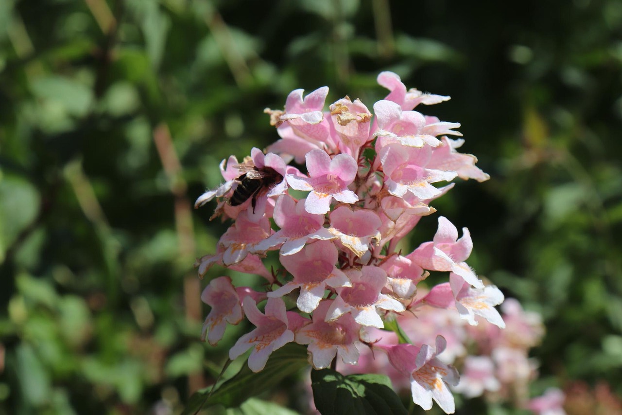 Abelia Edward Goucher Pink - Abelia × grandiflora 15cm