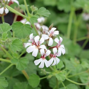 Nutmeg Scented Geranium White - Pelargonium fragrans 15cm