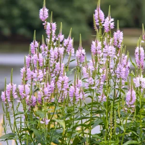 Obedient Plant Lilac Pink - Physostegia virginiana 17cm