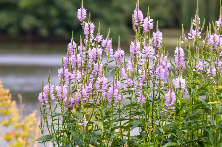Obedient Plant Lilac Pink - Physostegia virginiana 17cm