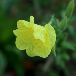 Sundrops Tall Yellow - Oenothera fruticosa 15cm
