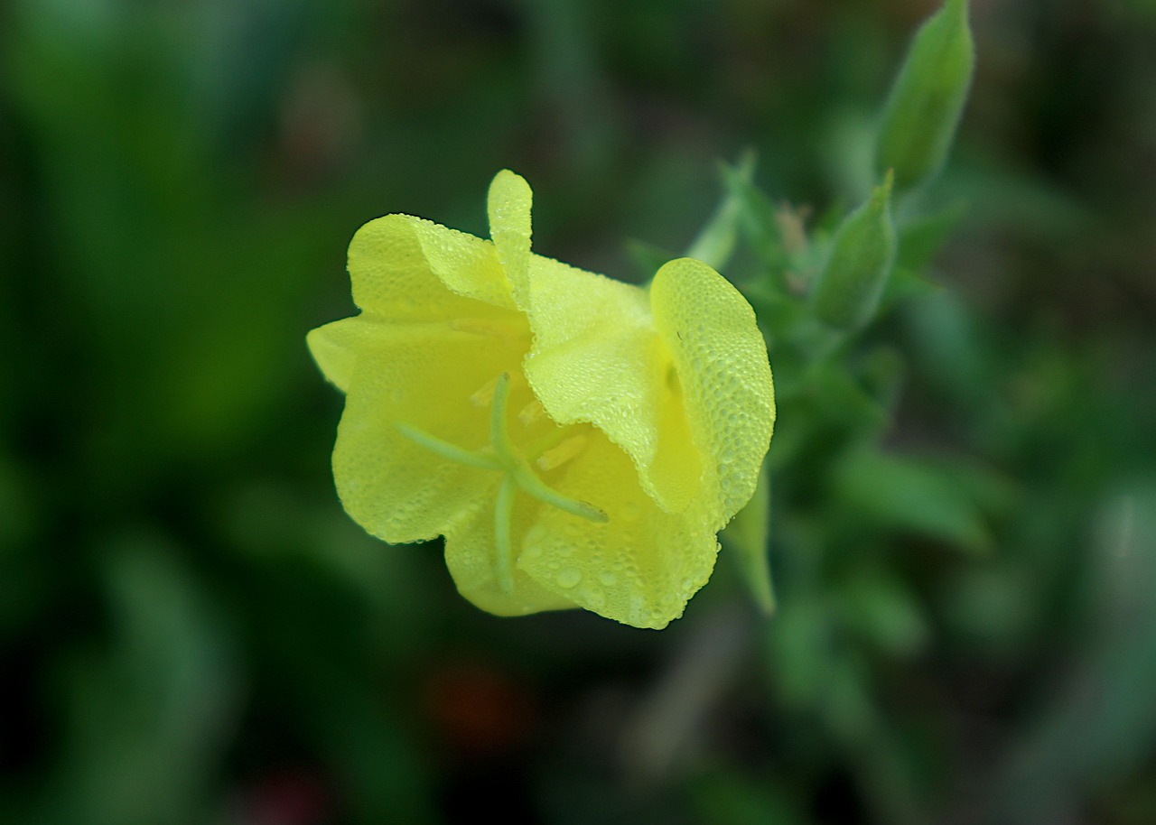 Sundrops Tall Yellow - Oenothera fruticosa 15cm
