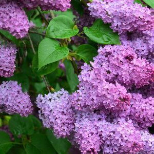 BUDDLEJA DAVIDII Butterfly Bush (Pink) 17cm