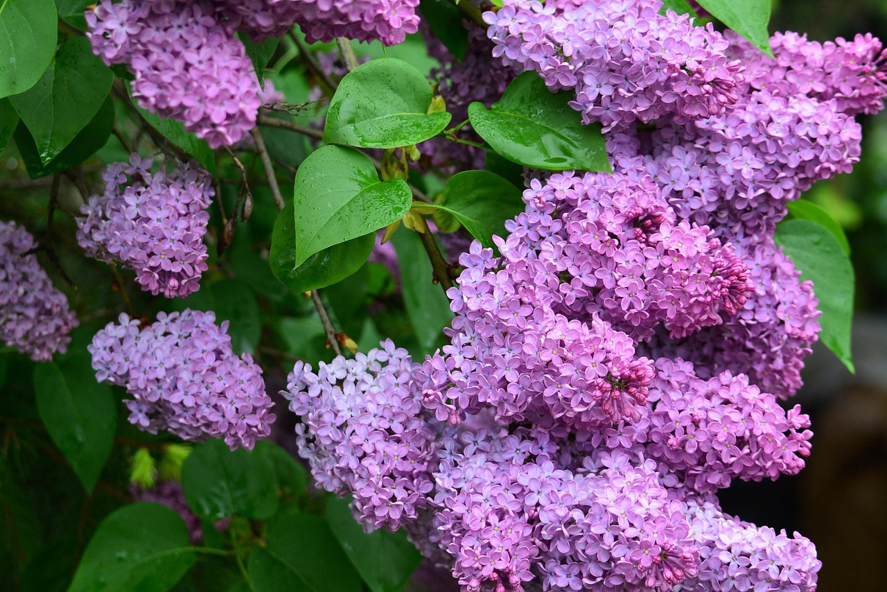 Butterfly Bush Pink - Buddleja davidii 17cm