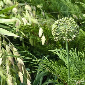 Wood Oats Grass - Chasmanthium latifolium 15cm