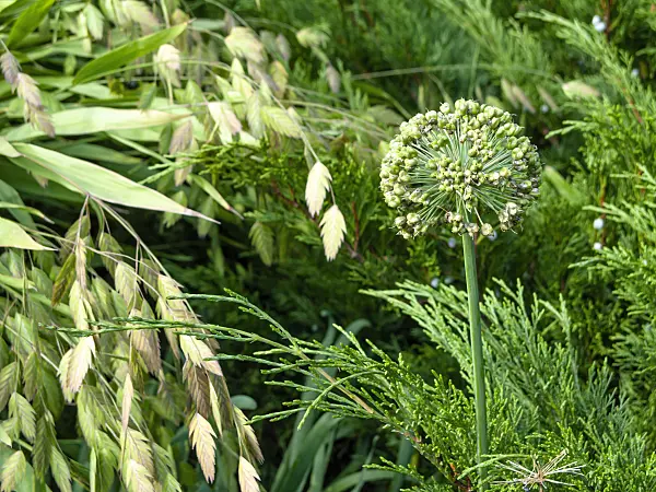 Wood Oats Grass - Chasmanthium latifolium 15cm