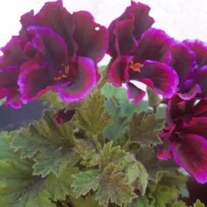Regal Geranium Deep Magenta with Dark Eye - Pelargonium x domesticum 15cm