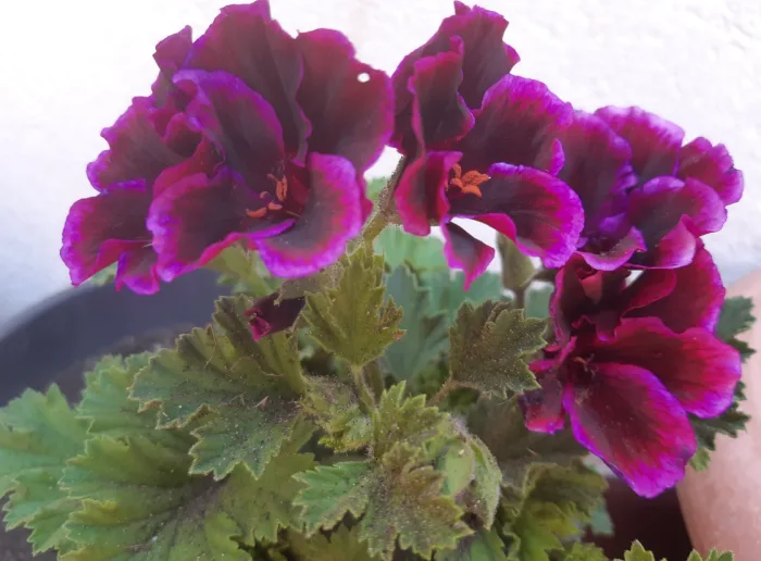 Regal Geranium Deep Magenta with Dark Eye - Pelargonium x domesticum 15cm
