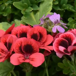 Regal Geranium Orange Red with Dark Eye - Pelargonium x domesticum 15cm