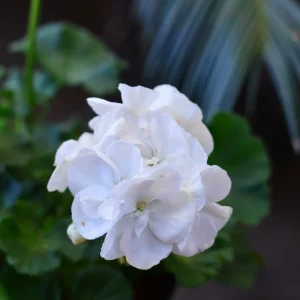 PELARGONIUM "Regal" (Greek White) 15cm