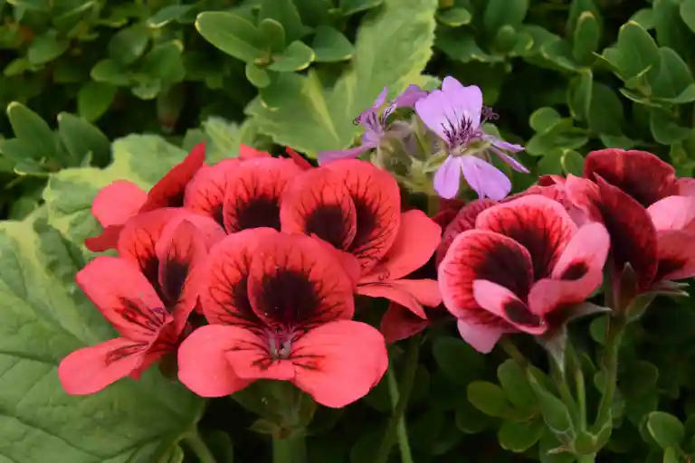 Regal Geranium Orange Red with Dark Eye - Pelargonium x domesticum 15cm