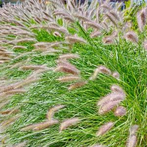 PENNISETUM ALOPECUROIDES Chinese Fountain grass "Hameln" 17cm
