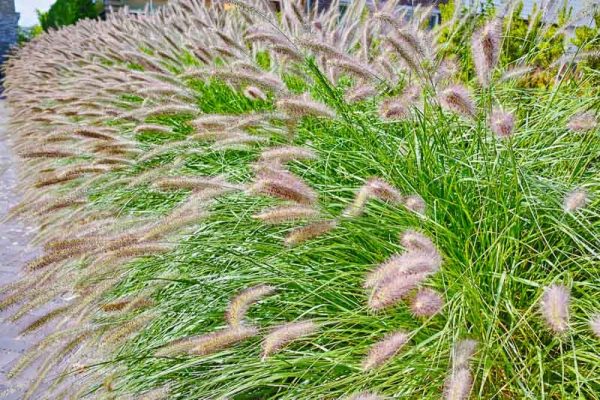 PENNISETUM ALOPECUROIDES Chinese Fountain grass "Hameln" 17cm