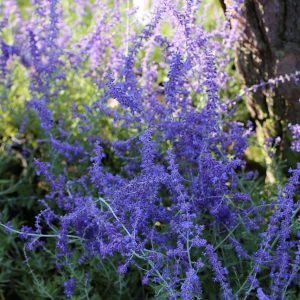 PEROVSKIA ATRIPLICIFOLIA "Russian Sage" 15cm