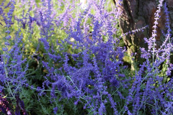 PEROVSKIA ATRIPLICIFOLIA "Russian Sage" 15cm