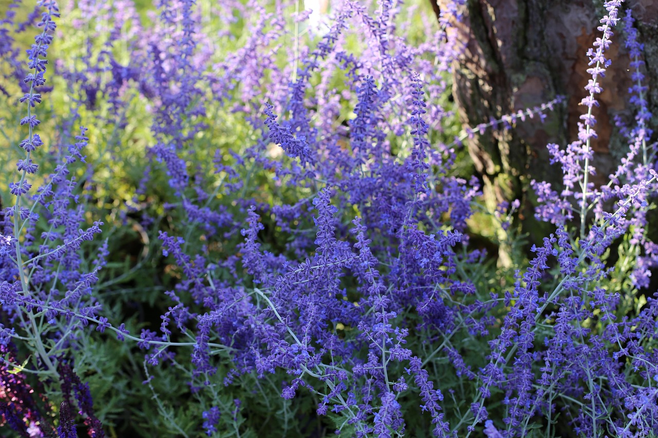 Russian Sage - Perovskia atriplicifolia 15cm