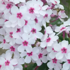 PHLOX PANICULATA (White with pink eye) 15cm