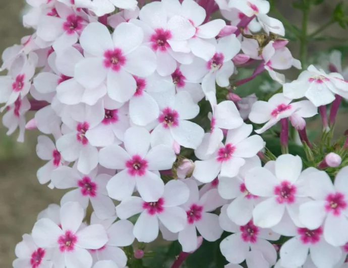 Phlox White with Pink Eye - Phlox paniculata 15cm