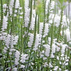 PHYSOSTEGIA - "Obedient plant"  (White)  17cm