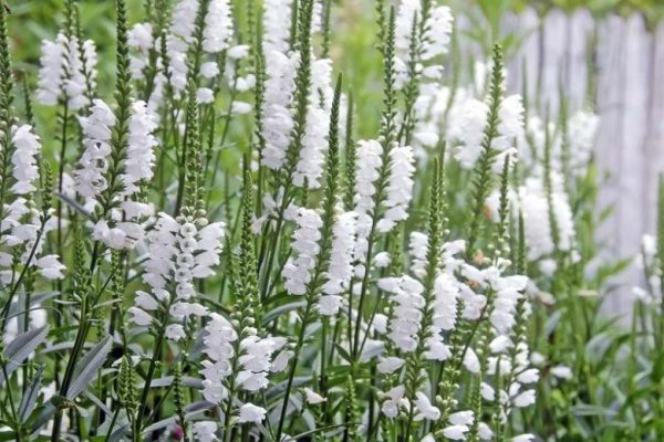 PHYSOSTEGIA - "Obedient plant"  (White)  17cm