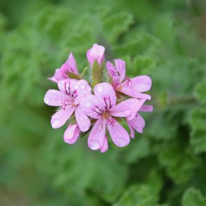 Geranium Dalmaticum Light Pink 15cm