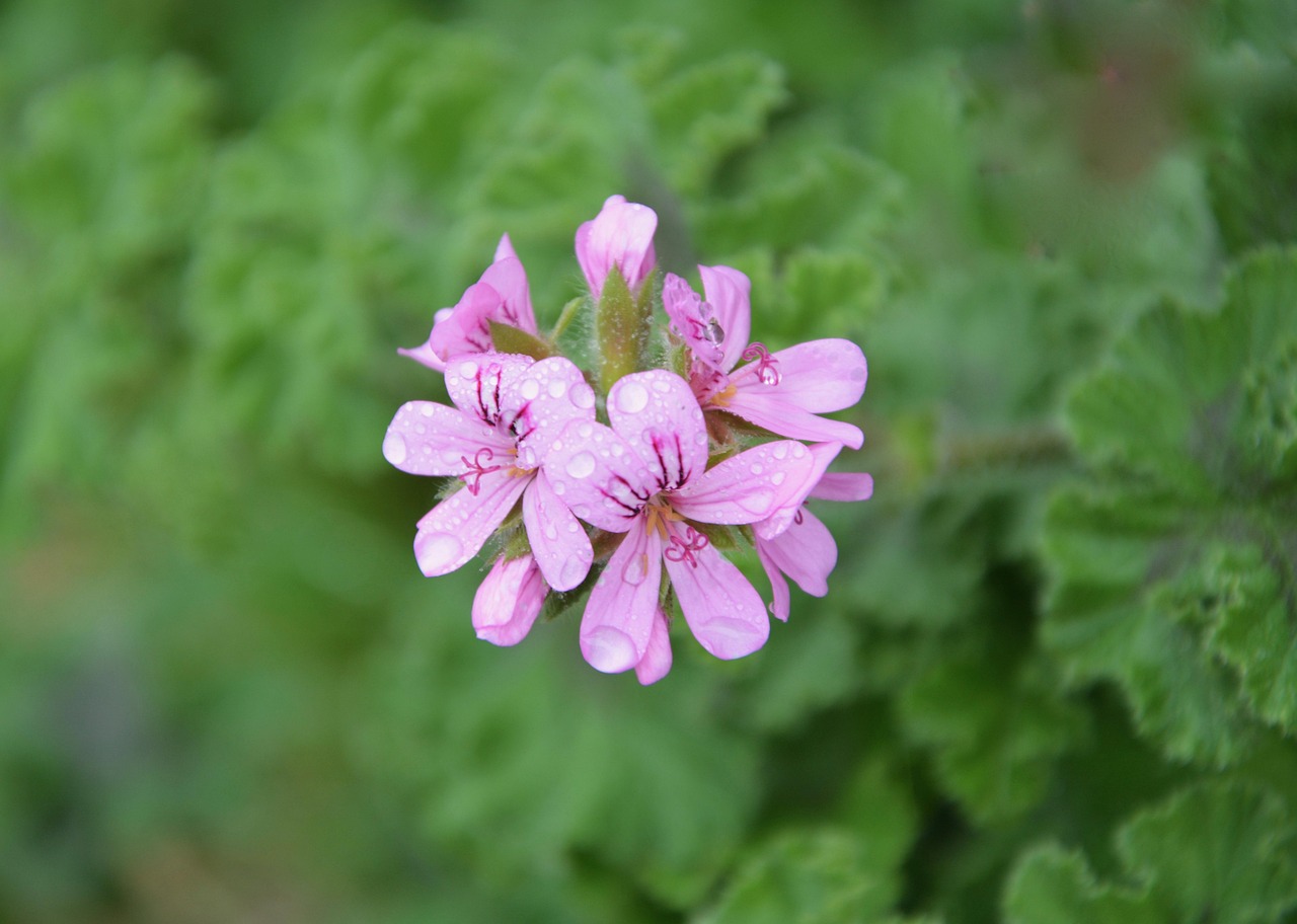 Geranium Dalmaticum Light Pink 15cm