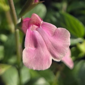 Salvia Radio Pink - Salvia greggii 15cm
