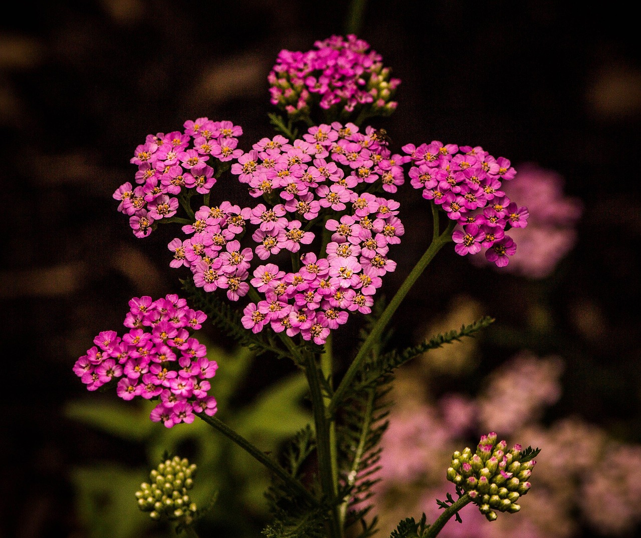 ACHILLEA MILLEFOLIUM (Pink)