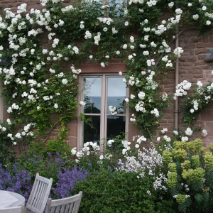 Rose Iceberg Climber - Rosa 17cm