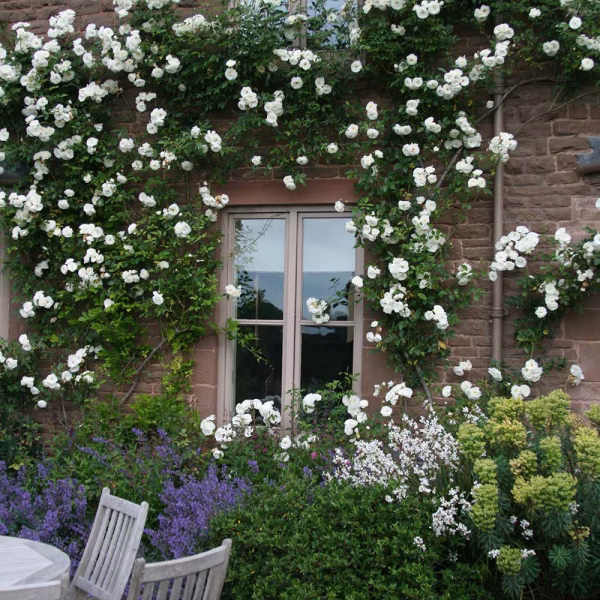 ROSE - ICEBERG CLIMBER - (climber) 17cm