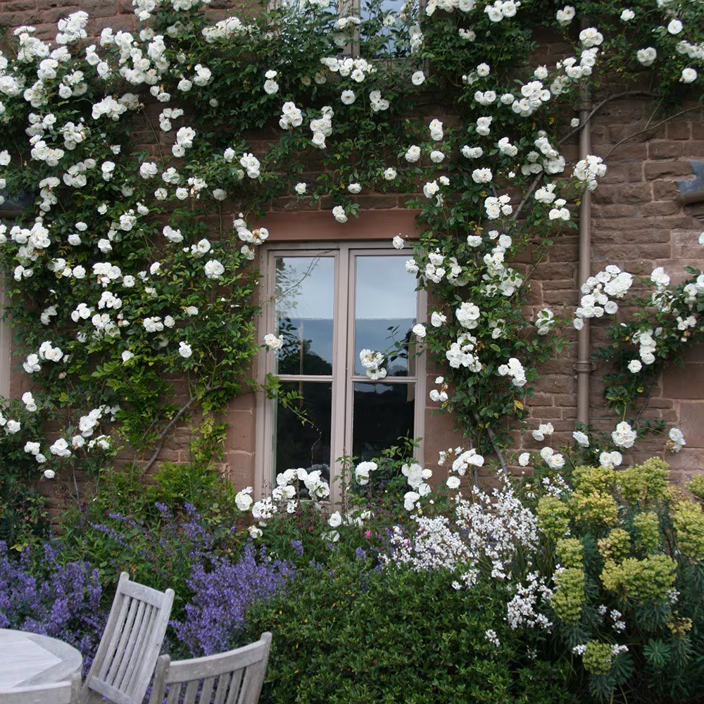 Rose Iceberg Climber - Rosa 17cm
