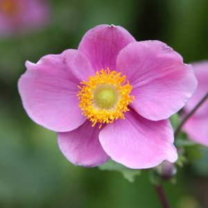 Japanese Anemone Hadspen's Abundance Two Tone Pink - Anemone japonica 15cm