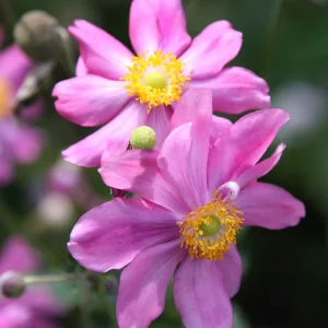 Japanese Anemone Prinz Heinrich Double Deep Pink - Anemone japonica 17cm