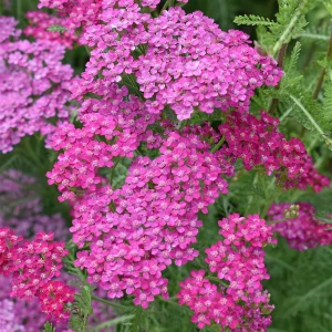 ACHILLEA MILLEFOLIUM (Pink) 15cm