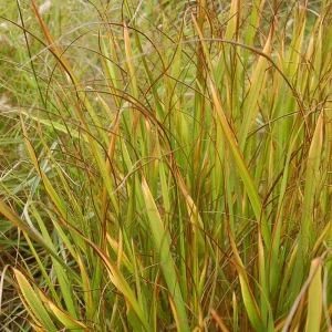 PANICUM VIRGATUM "Warrior" (Green leaves) 17cm