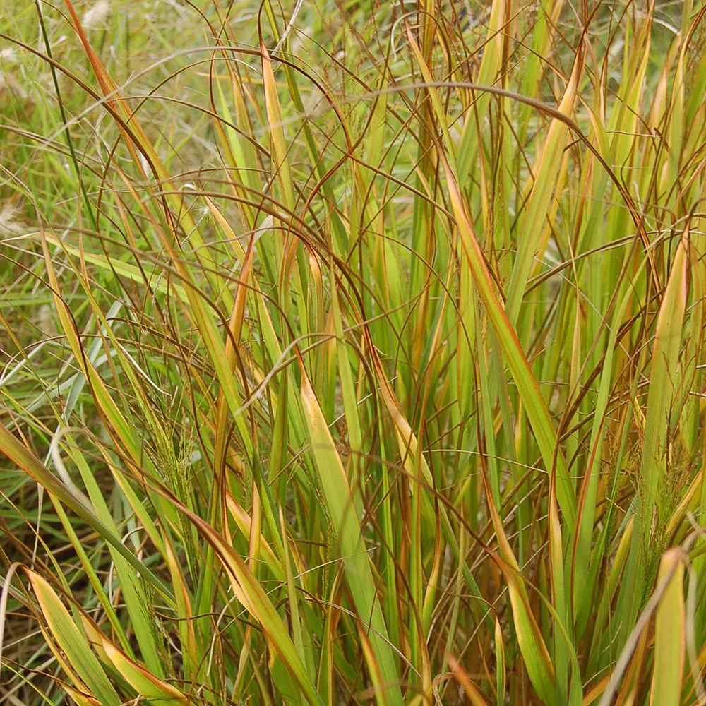 Switch Grass Warrior Green Leaves - Panicum virgatum 17cm