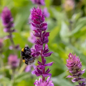 SALVIA NEMOROSA (Pink) 15cm
