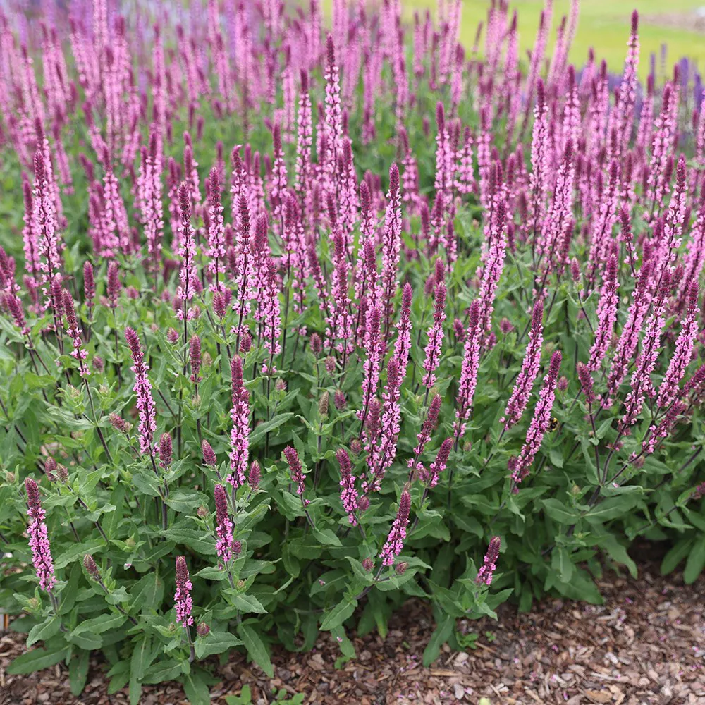 Salvia Woodland Pink - Salvia nemorosa 15cm - Image 2