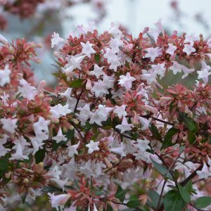Glossy Abelia Alba White - Abelia x grandiflora 15cm