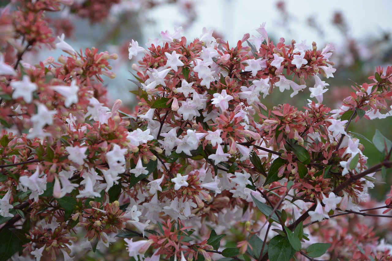 Glossy Abelia Alba White - Abelia x grandiflora 15cm