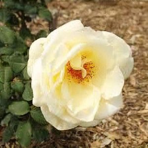 Rose Ivory Beauty Floribunda Ivory White - Rosa 17cm